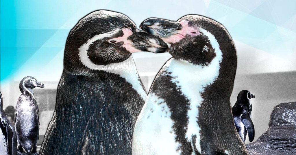Acuario Mazatlán alberga y protege a los pingüinos de Humboldt Spheniscus humboldti en el Centro de Conservación 2022 3