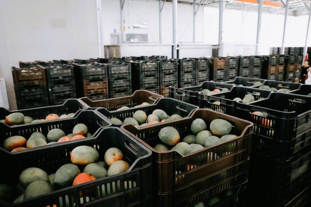 El desarrollo de la industria del mango genera bienestar a las familias del sur de Sinaloa 2022 2