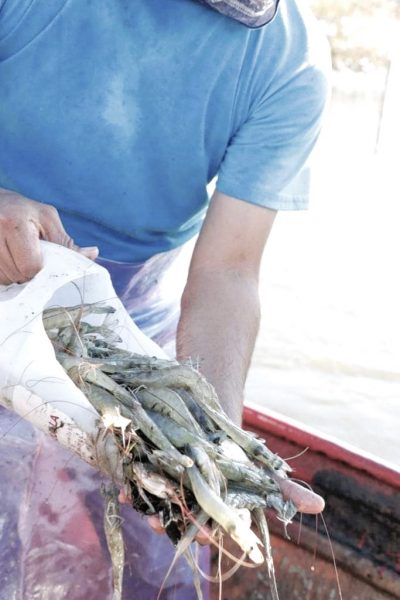 Inició con éxito la zafra camaronera en el municipio de Rosario, Sinaloa, pescadores inician sus capturas 2022 (8)