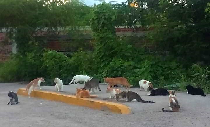 Capturar esterilizar y soltar Gatos Ferales Ecología de Mazatlán trabaja en un intenso operativo 2023 2