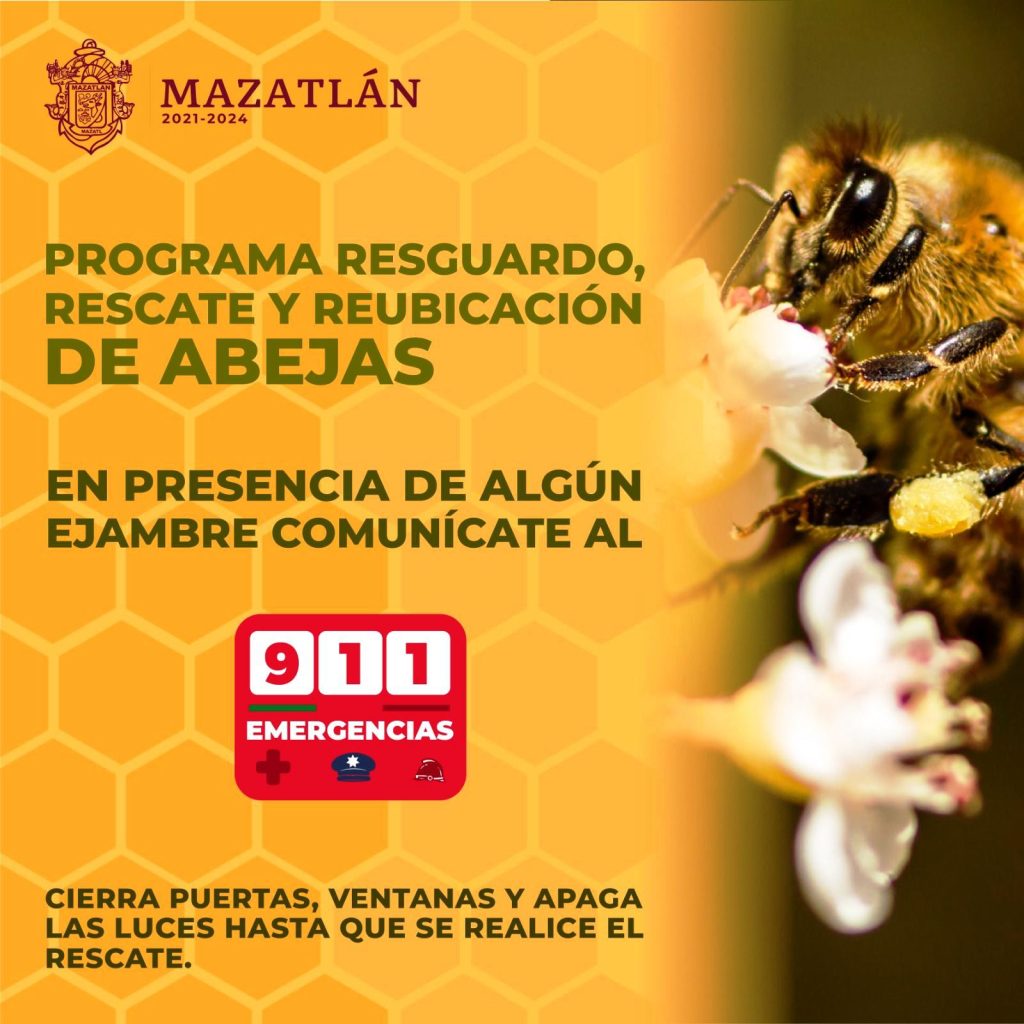 Mazatlán a la Vanguardia Nacional en el Rescate y Protección de las Abejas 2023 2