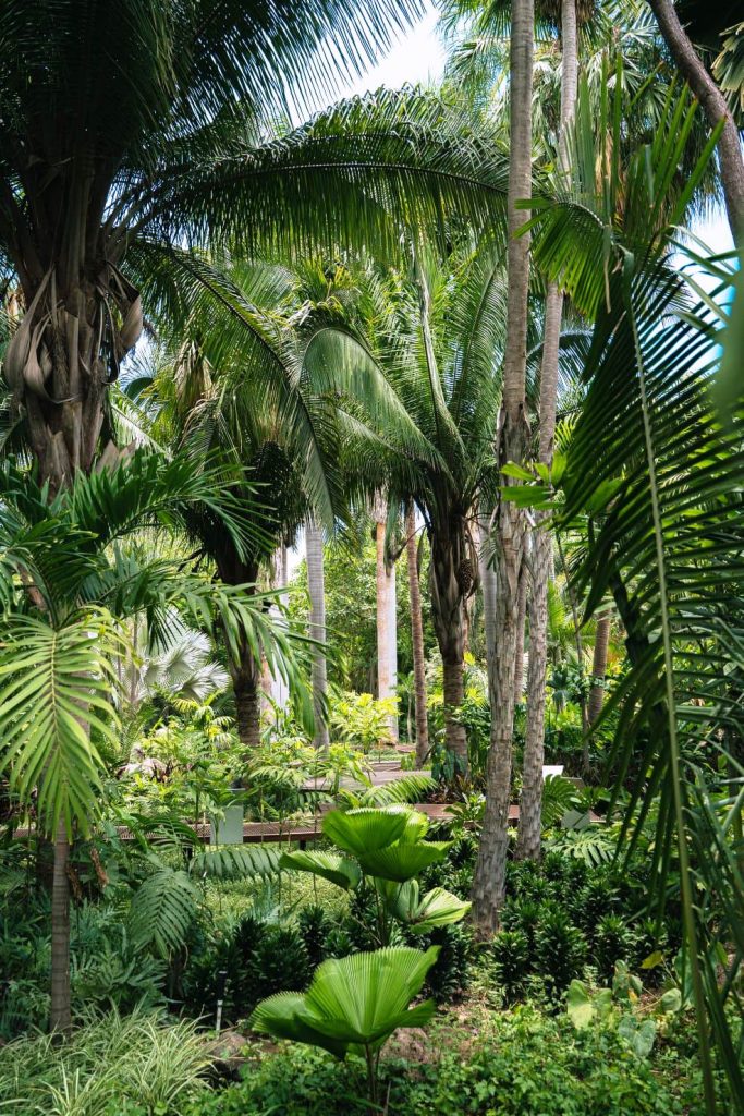 Descubre estas fascinantes especies en 'Palmetum' del Jardín Botánico Culiacán 2023 2