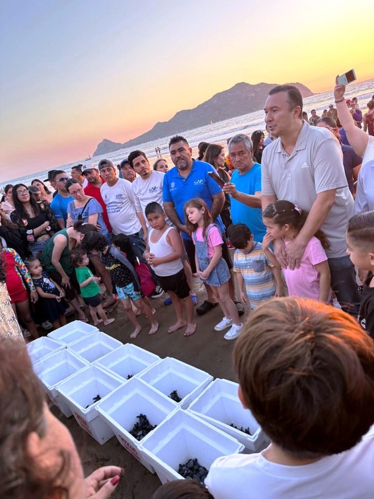 La Asociación de Hoteles 3 Islas junto con la Operadora y Administradora de Playas realizan evento de liberación de tortugas Mazatlán 2023 1
