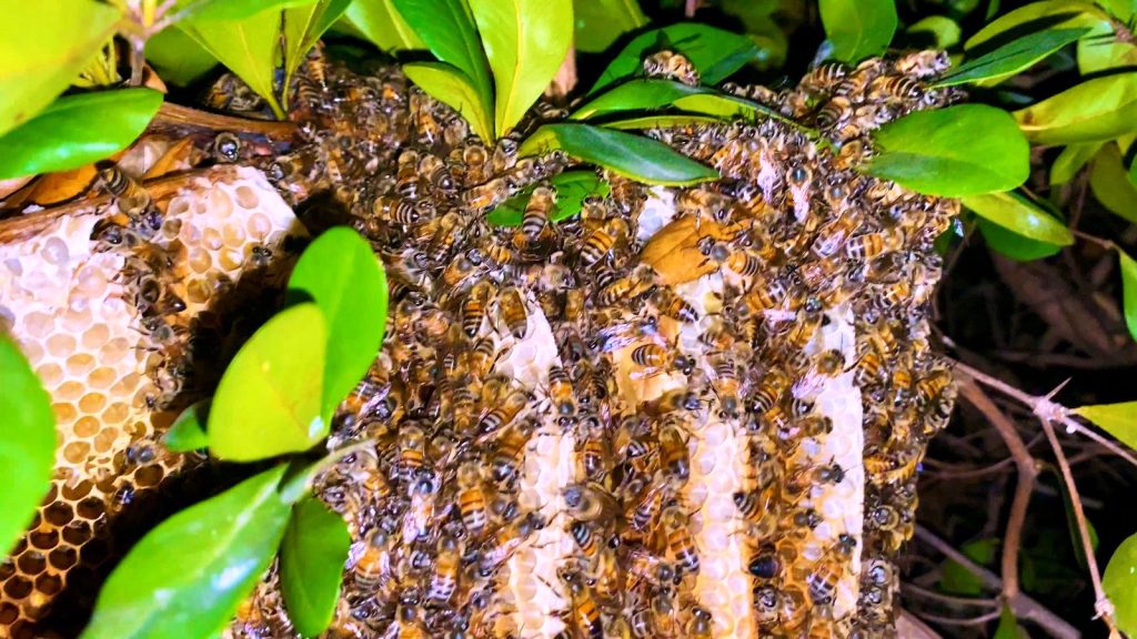 Es Mazatlán el primer municipio de Sinaloa en tener un Protocolo de rescate y protección de abejas y avispas 2023 1