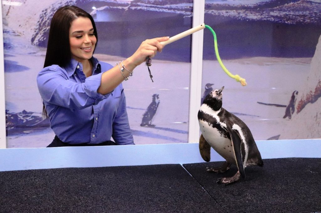 Los carismáticos Pingüinos de Humbodt celebraron su Día. Celebralo con ellos viniendo a conocerlos al Gran Acuario Mazatlán 2024