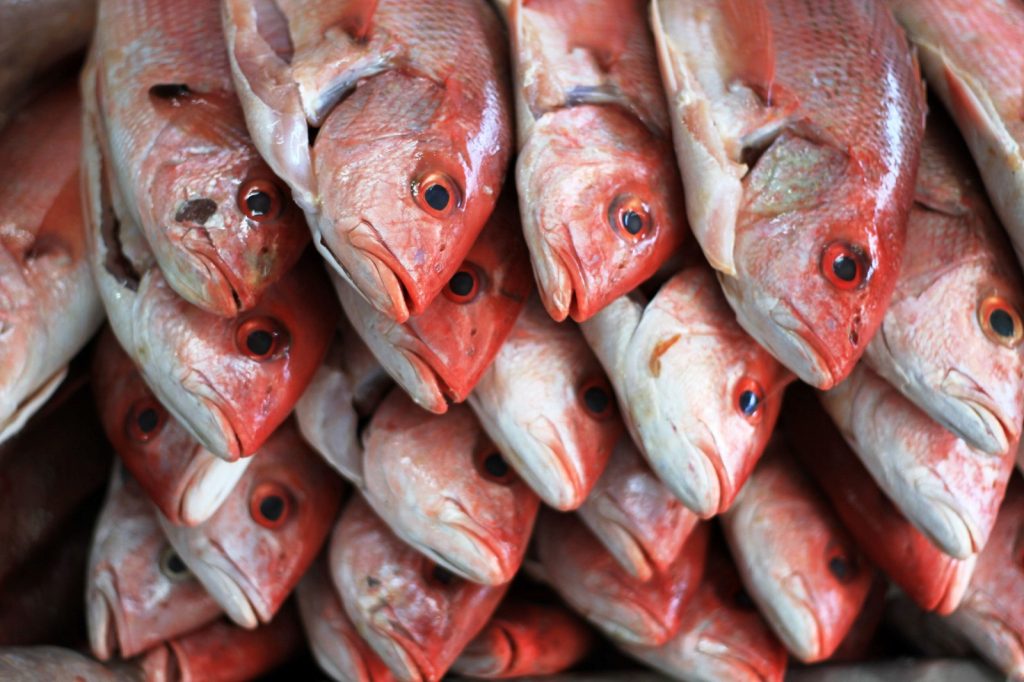Disponibles más de 100 especies de pescados y mariscos para la presente temporada 2024 4