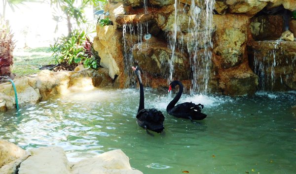 Cisnes Negros de Acuario Mazatlán
