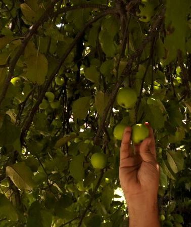 Conoces el Árbol de Manzana