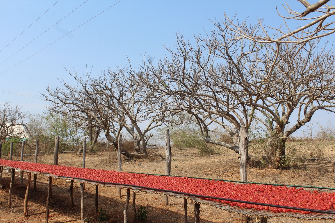 Agua Caliente de Gárate y sus Ciruelas Rojas 2018 (1)
