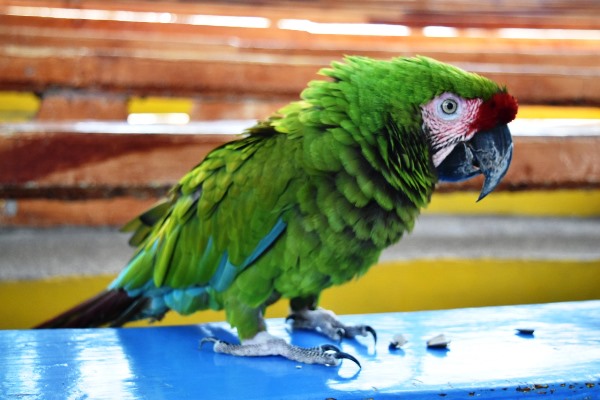 18vo Encuentro pro la Conservación de las Aves Acuario Mazatlán 2018