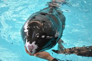 Esperanza en Acuario Mazatlán Cría de Delfín Rescatada 1