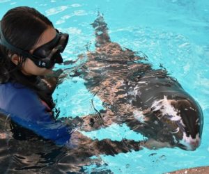 Esperanza en Acuario Mazatlán Cría de Delfín Rescatada