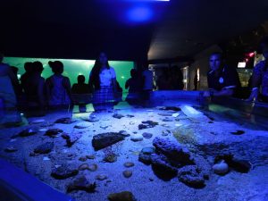 acuario mazatlan