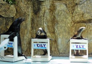 acuario mazatlan