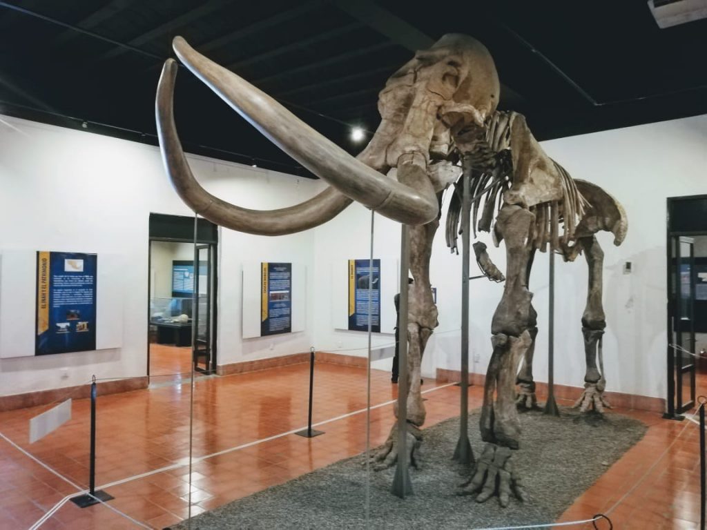 Con más de 20 años de trayectoria dentro del arte dancístico en Mazatlán, la maestra Zoila Teresa Fernández Fernández, fue nombrada nueva directora artística del Instituto Municipal de Cultura, Turismo y Arte de Mazatlán.