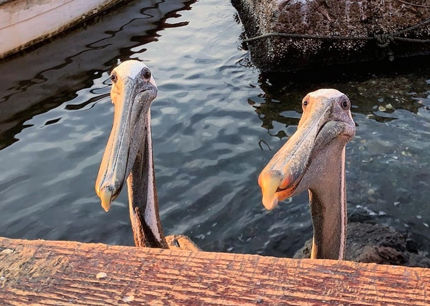 Pelicanos Mazatlecos en el Verano 29019 1