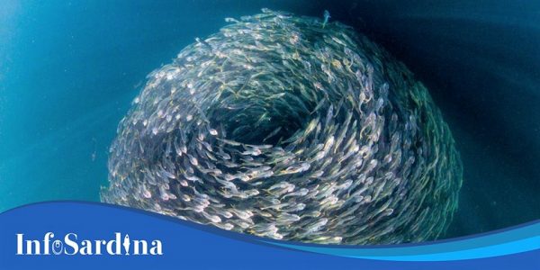 La Sardina como alimento en México Mazatlán Interactivo 2019