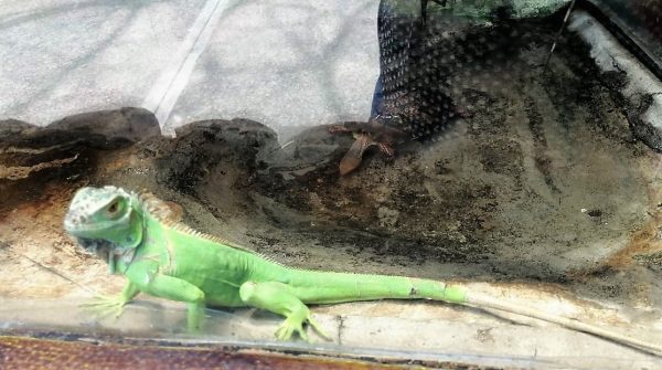 Iguana Verde en Mazatlán Zona Trópico Sinaloa México 2019 Q
