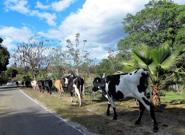 Vacas en Mazatlán Zona Trópico Sinaloa México 2019 Q