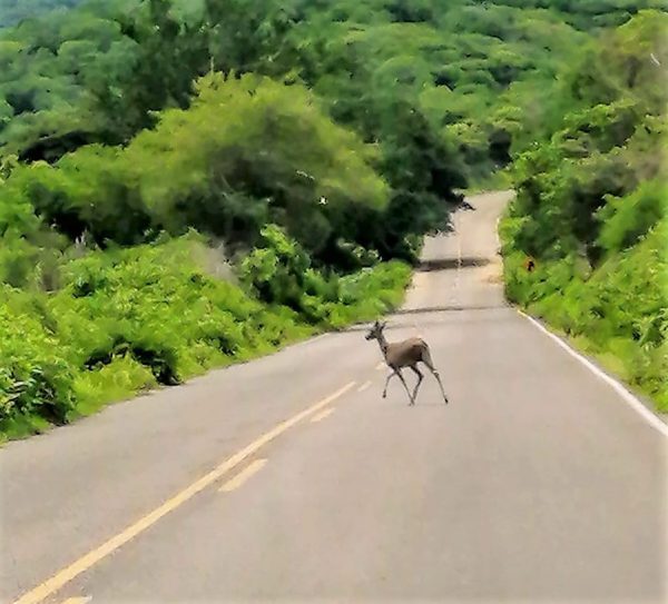 Venado en la carretera a La Noria Mazatlán Zona Trópico Sinaloa México 2019 A