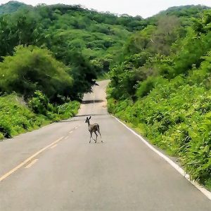 Venado en la carretera a La Noria Mazatlán Zona Trópico Sinaloa México 2019 B
