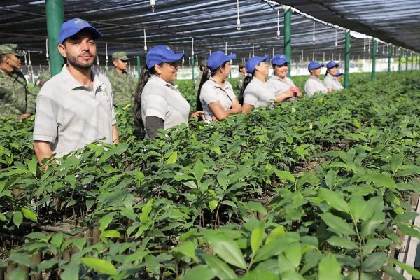 Campaña Reforestación Arboles, Sinaloa Sedesu Defensa Nacional 2019 3