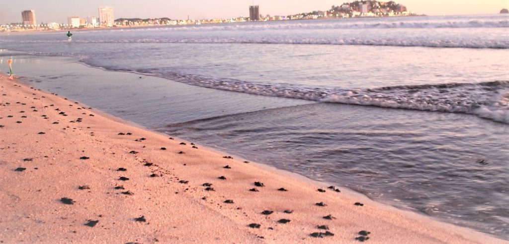 Acuario Mazatlán Líder Conservación Especiaes Marinas y Terrestres Mundial 2020 1