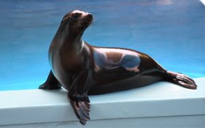 Cierra Convocatoria de Acuario Mazatlán para Nombre a Lobita Marina 2020 1