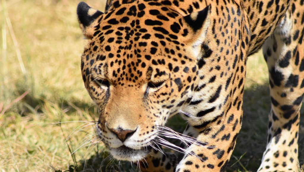 El Jaguar en Sinaloa Conferencia Magistral Yamel Rubio 2020 Desde Casa 2