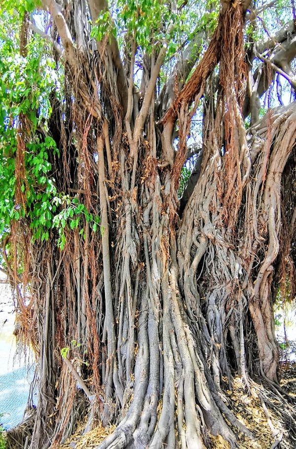 El gran árbol del arroyo de los jabalíes de Mazatlán, un icono ambiental que causa polémicas 2020 1
