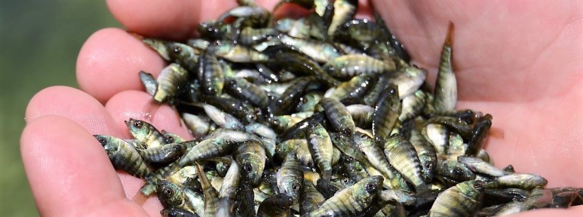 Siembra Conapesca un millón de crías de tilapia en la presa el Comedero 2020