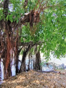 El Gran Árbol de Mazatlán en Jacarandas el Gran Ejemplo a Seguir 2020 2