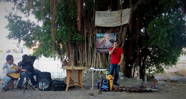 El Gran Árbol de Mazatlán en Jacarandas el Gran Ejemplo a Seguir 2020 3