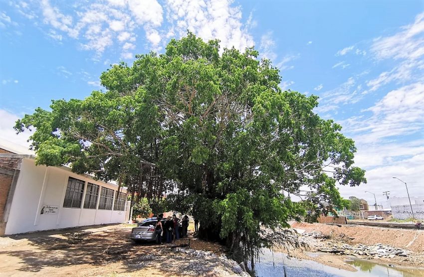 El Gran Árbol de Mazatlán en Jacarandas el Gran Ejemplo a Seguir 2020