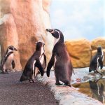 Pingüinario Mazatlán Proyecto Acuario Mazatlán 2020 4