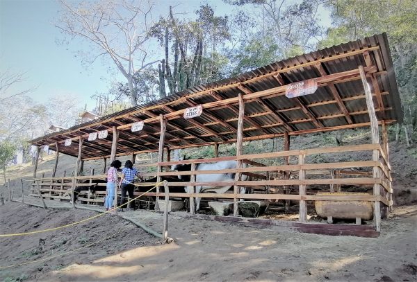 La Vaca Lupe Zona Trópico Turismo Rural Sinaloa México