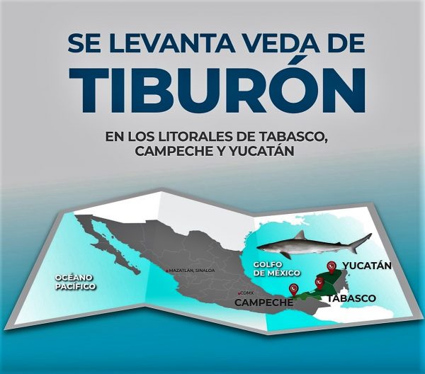 Se levanta veda de Tiburón en México 2020