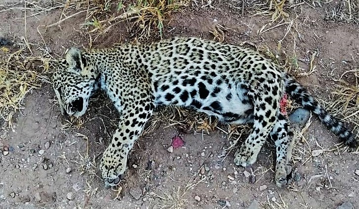 Cachorro de Jaguar Atropellado y Muerto en Carretera de Sinaloa Noviembre Mes Internacional del Jaguar 2020 (3)