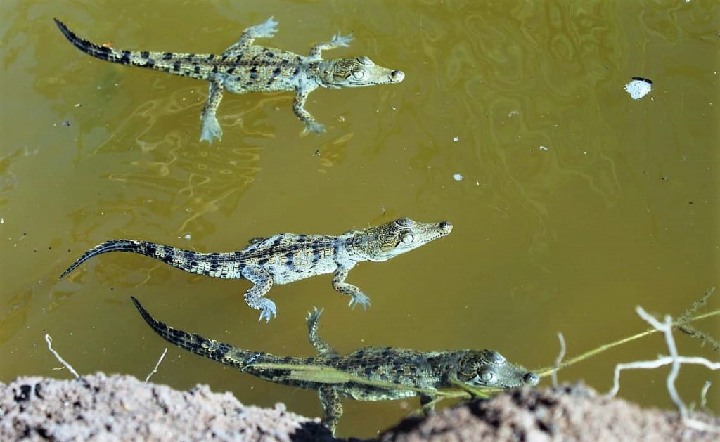 En Laguna de Chiricahueto Sinaloa Sobreviven el 80% de la Crías de Cocodrilo Beto Caimán