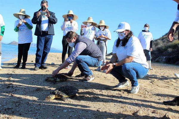 La Tortuga Carey es Protegida en la Bahía Navachiste Sinaloa México 1