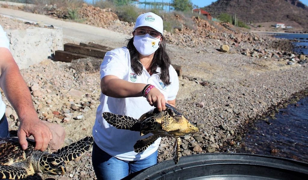 La Tortuga Carey es Protegida en la Bahía Navachiste Sinaloa México