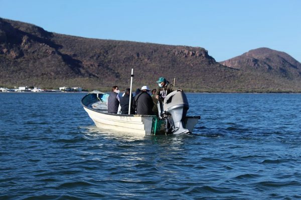 La Tortuga Carey es Protegida en la Bahía Navachiste Sinaloa México 3