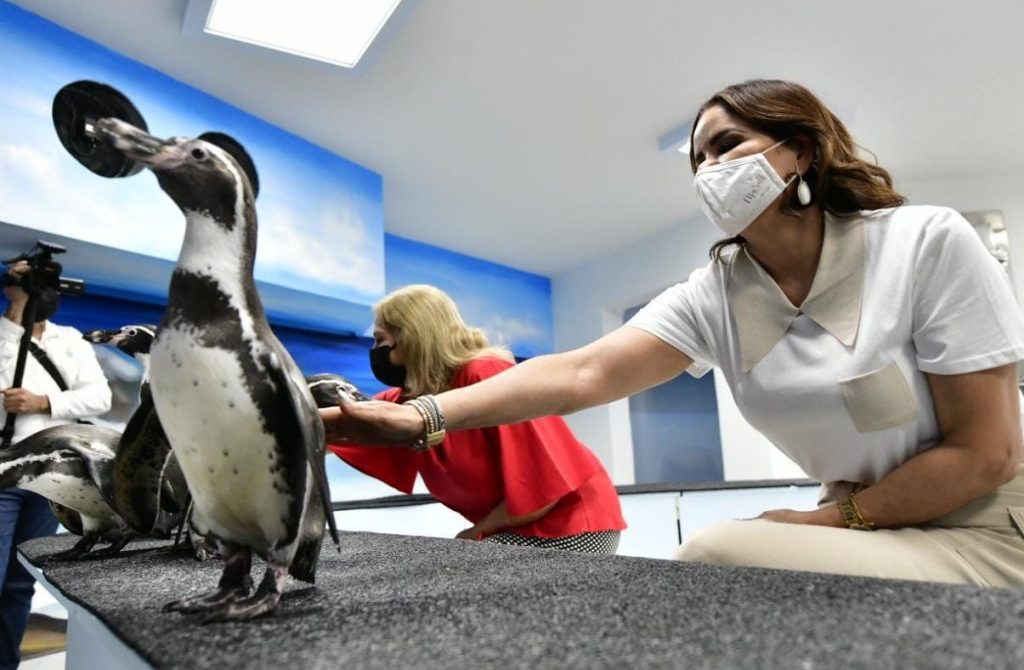Fue Inaugurada la Segunda Etapa del Pingüinario Maztalán 2021 1