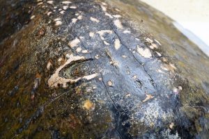 Tortuga Golfina Rescatada en Playas de Mazatlán Acuario 2021 2