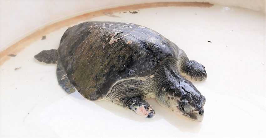 Tortuga Golfina Rescatada en Playas de Mazatlán Acuario 2021