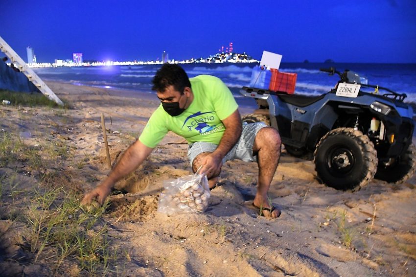 Acuario Mazatlán Reporta Avance de la Temporada de Anidación de Tortuga Golfina 2021