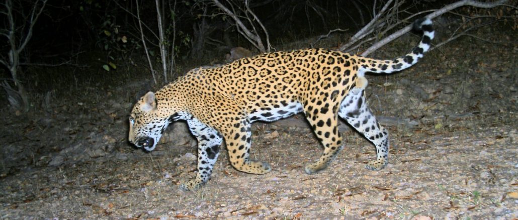 Día Mundial del Jaguar 2021 Sinaloa