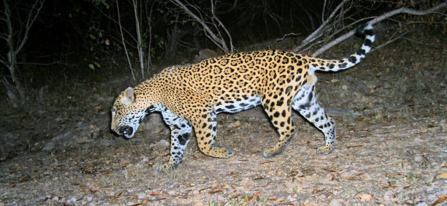 Día Mundial del Jaguar 2021 Sinaloa
