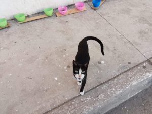 Llaman a no abandonar Gatos y Perros en el Faro Mazatlán 2021 2