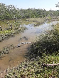 Rescatan y reubican a cocodrilo narigudo en Mazatlán 2021 3